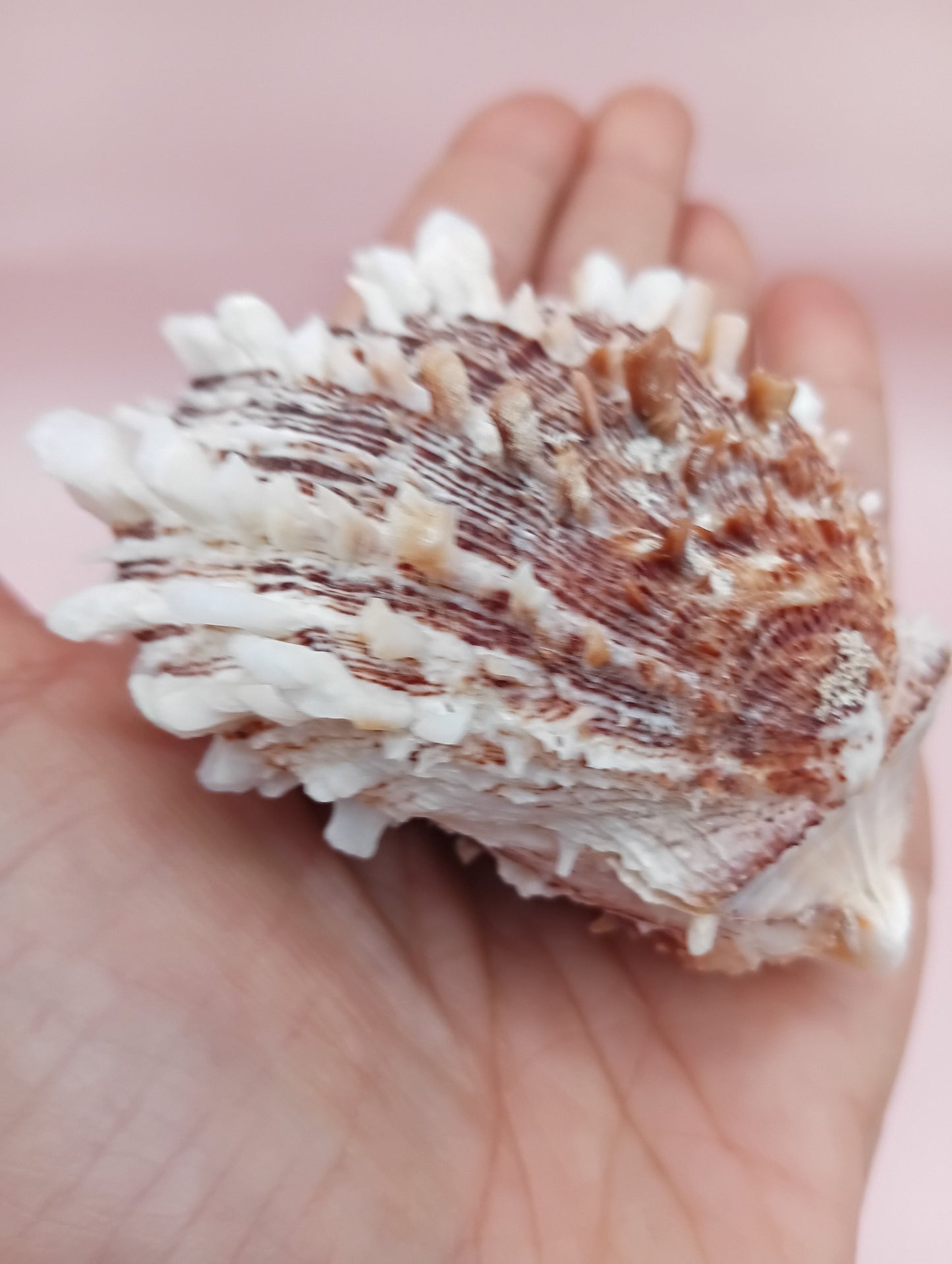 Natural Hinged Spondylus Shell – 2.8" x 2.2" – Spiny Display Shell
