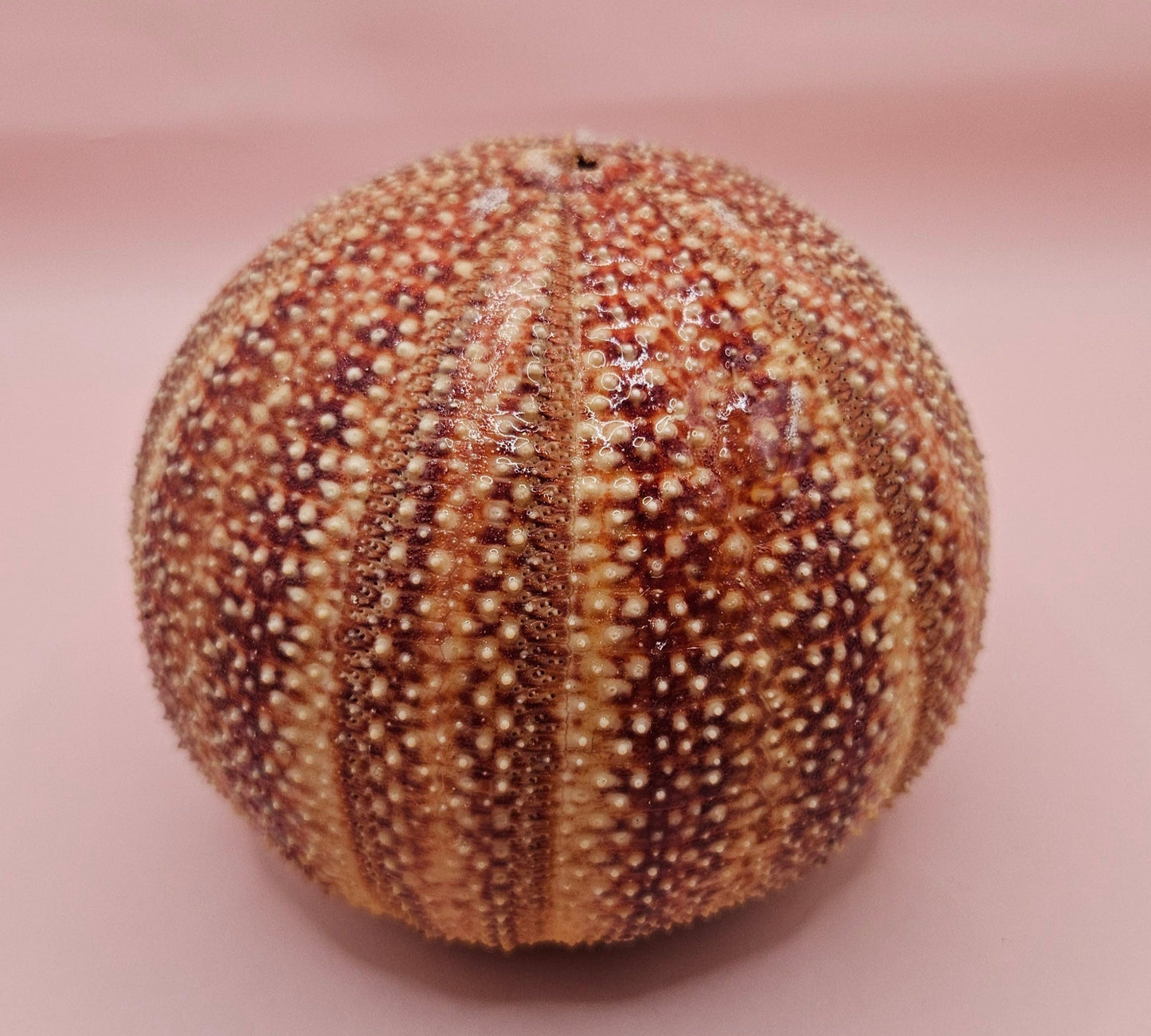 English Channel Sea Urchin Shell – Red and Cream Display Shell 4.5"