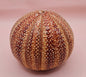 English Channel Sea Urchin Shell – Red and Cream Display Shell 4.5"