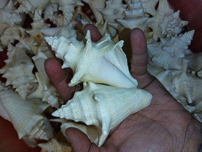 Non Pierced Juvenile Pink Queen Conch