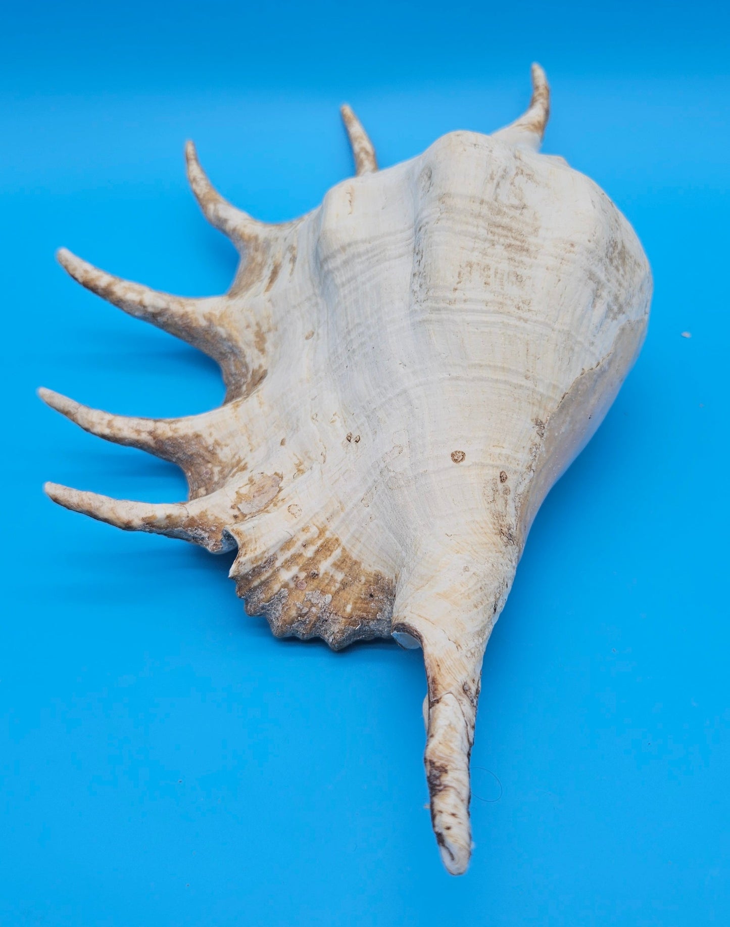 Large Perio Lambis Truncata Display Shell – Premium Coastal Home Decor Specimen (Lambis truncata)