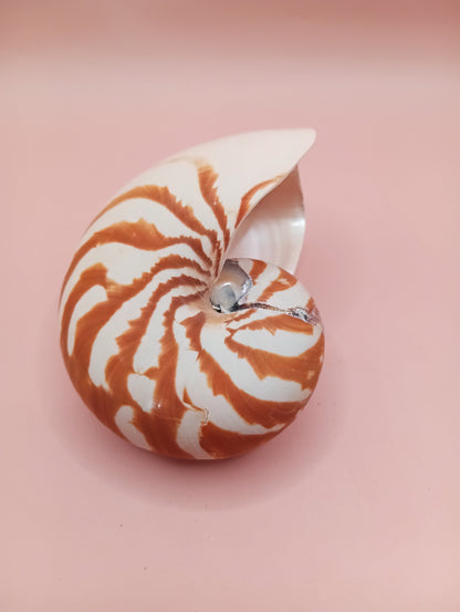 Tiger Nautilus Shell – Striking Natural Ocean Decor 4"