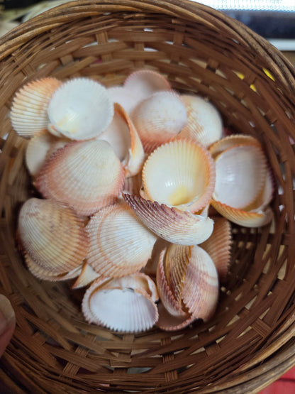 Yellow Prickly Cockle Shell (Trachycardium muricatum)