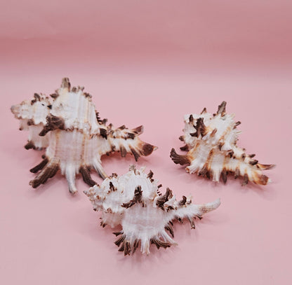 Trio of Murex Endive Shells | Coastal Display Decor | Spiked Sea Shells for Nautical Styling