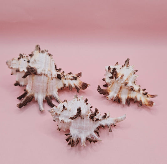 Trio of Murex Endive Shells | Coastal Display Decor | Spiked Sea Shells for Nautical Styling