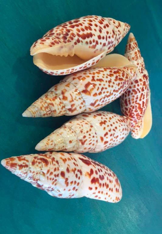 Polished Papal Miter - Mitra papilis