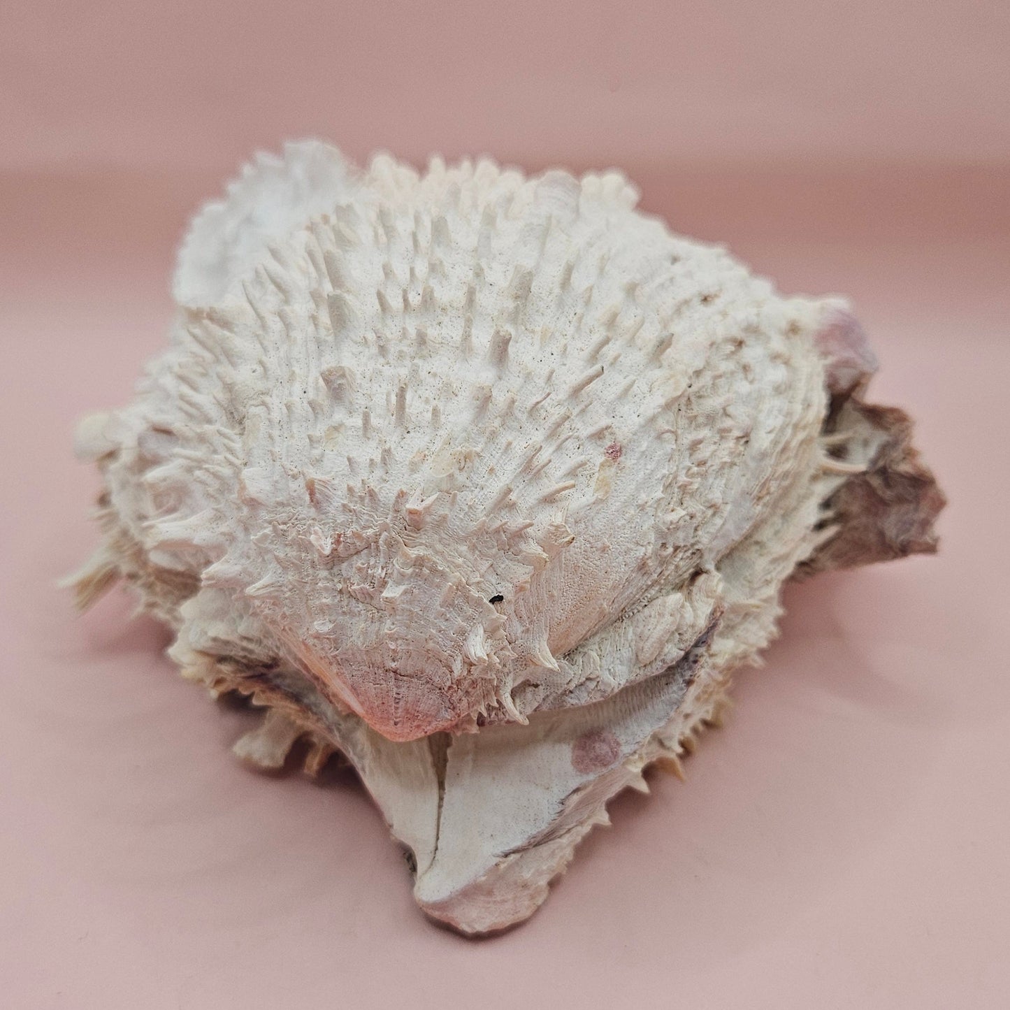 6" Spondylus Shell  – Layered Coastal Display Spiny Thorny Oyster