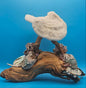 Coral, Abalone & Barnacle Sculpture on Grapevine Wood – 20" x 6.5" x 15.5"