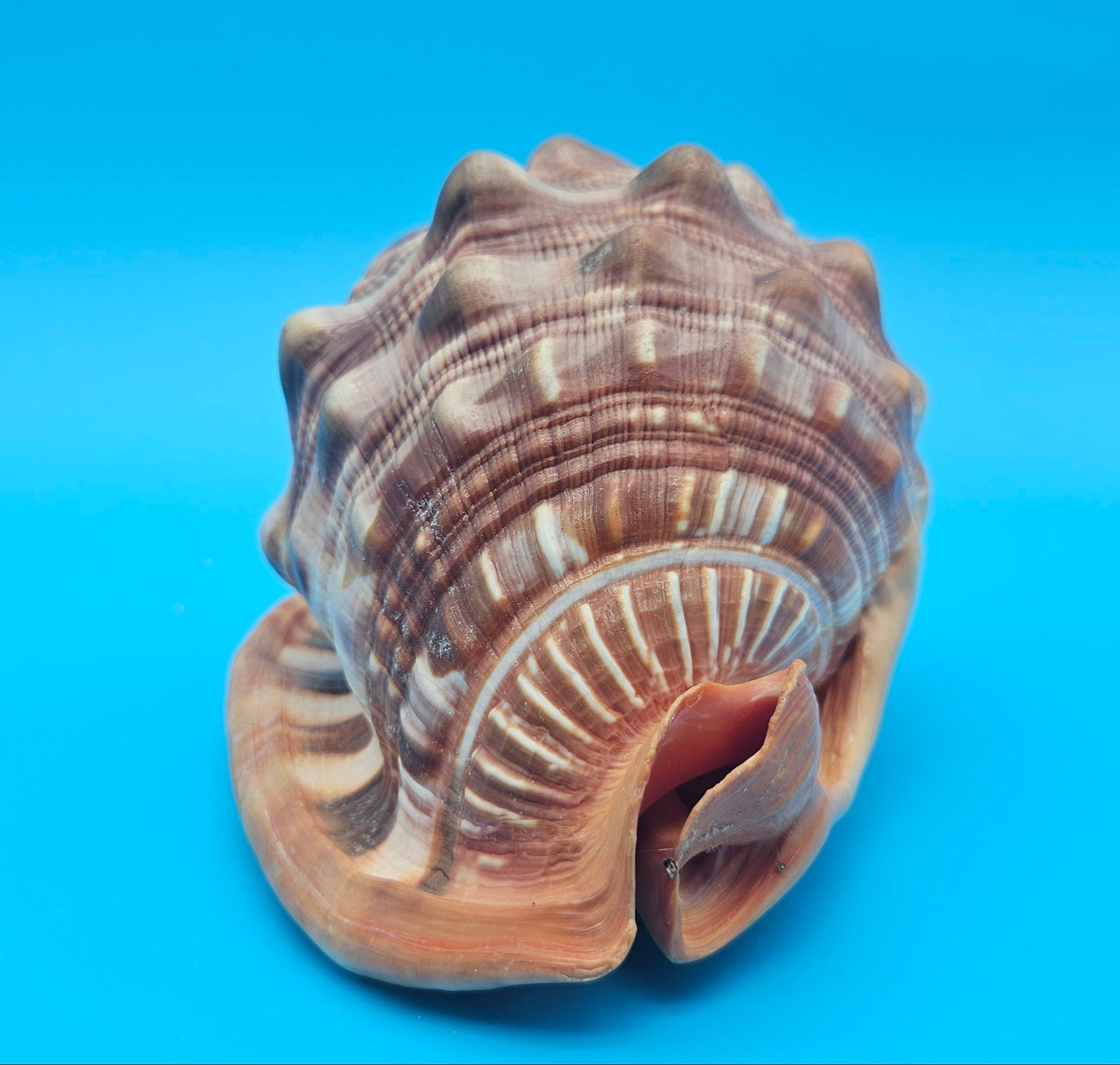 Bullmouth Helmet Shell 6.5"  Display with Bold Spiral and Earthy Tones