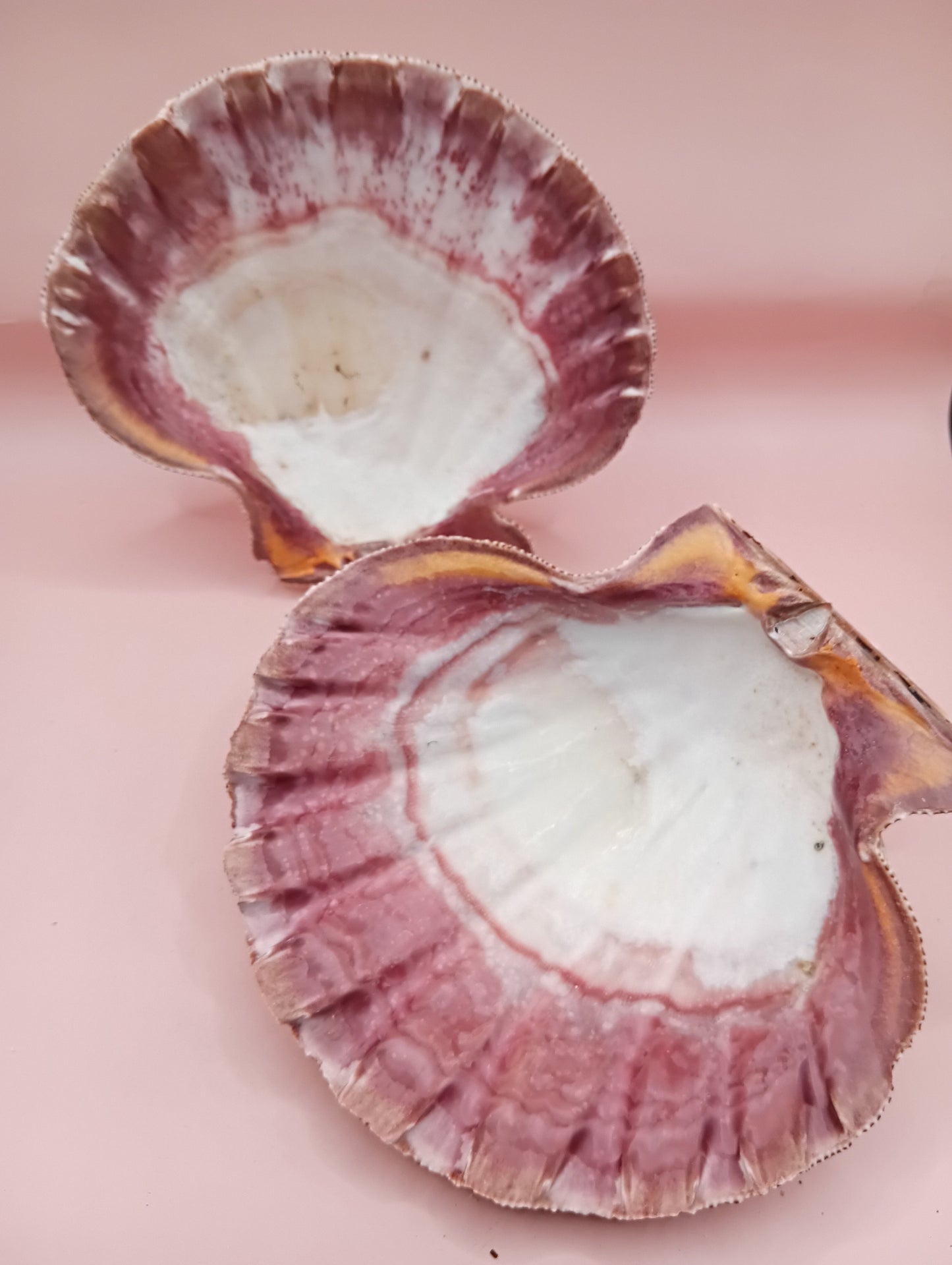 Natural Lion's Paw Seashell Pair – 5.9" x 5.3" – Barnacle-Encrusted Coastal Display