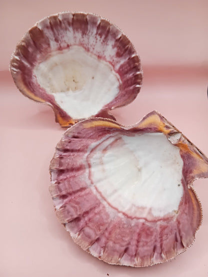 Natural Lion's Paw Seashell Pair – 5.9" x 5.3" – Barnacle-Encrusted Coastal Display