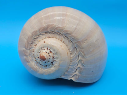 Polished Crown Melon Shell 8.75" Large Coastal Display with Smooth Gloss Finish