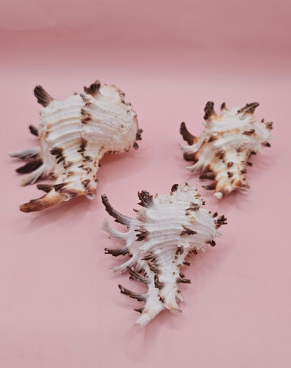 Trio of Murex Endive Shells | Coastal Display Decor | Spiked Sea Shells for Nautical Styling