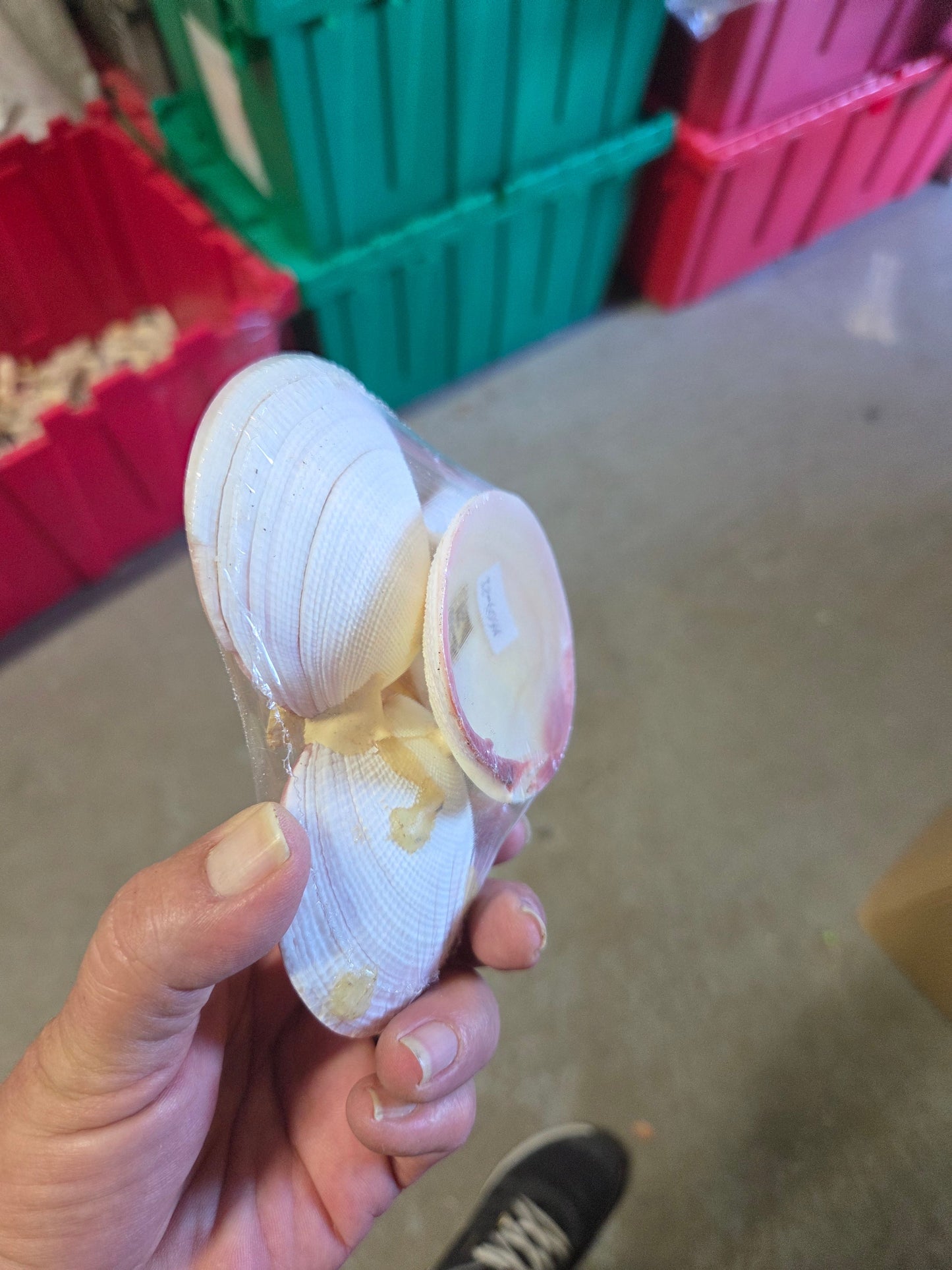 Vintage Tigerina Clam Shell Dish Trio