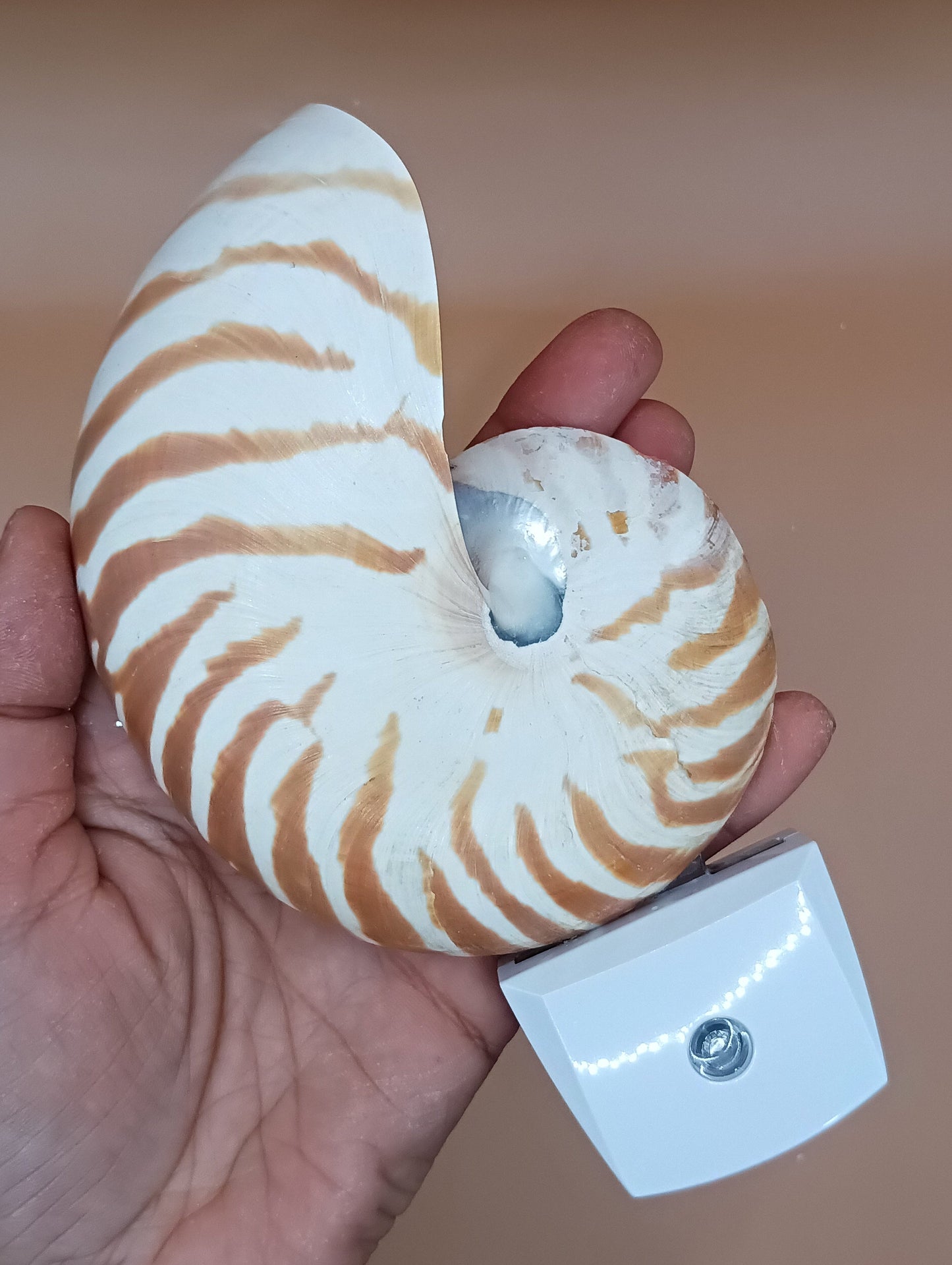Nautilus Shell LED Night Light
