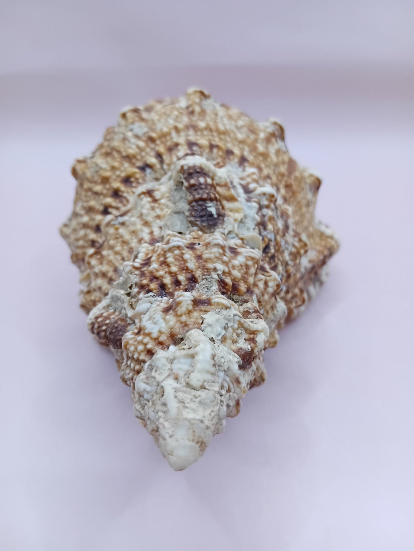 Natural Frog Conch Shell – 6.8" Coastal Display Bursa Bulba Tutufa bubo