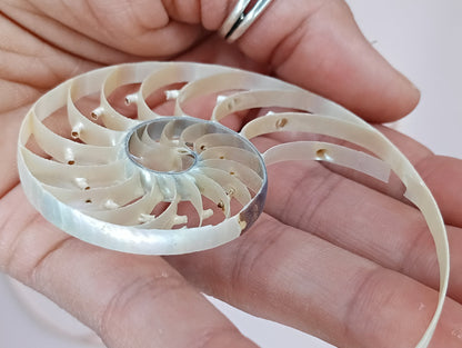 Center Sliced Pearl Nautilus Shells Slight Damage