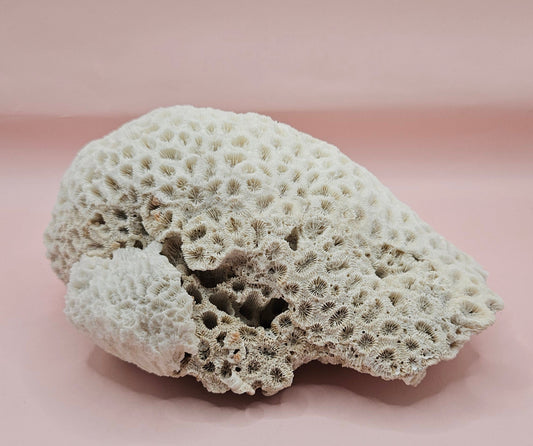Vintage White Brain Coral  – 8.25" Natural Coastal Decor