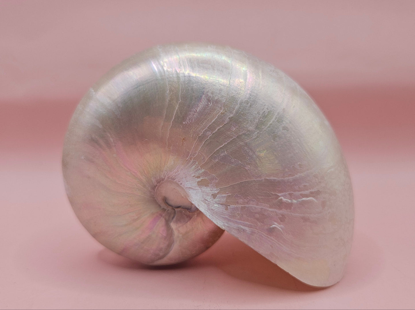 Polished Pearl Nautilus Shell – Elegant Ocean Décor (3.75")