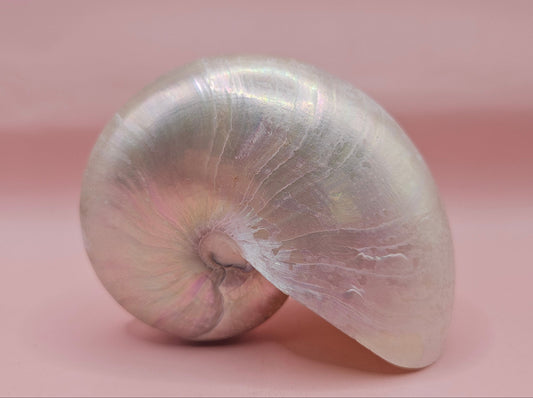 Polished Pearl Nautilus Shell – Elegant Ocean Décor (3.75")