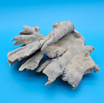 Blue Ridge Coral Specimen 8.5x9.25x4 – Natural Ocean Ruffle Coral Decor