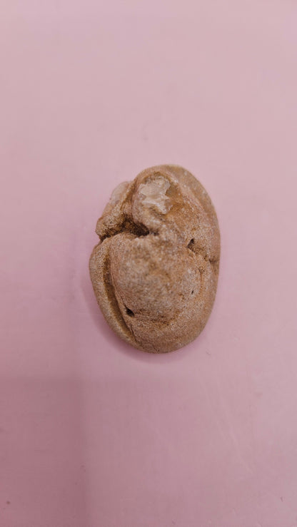 Cretaceous Fossil Clam with Quartz Crystal | Ancient Marine Shell Displa