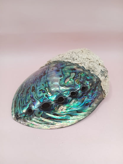 Natural New Zealand Paua Shell – Haliotis iris from Fiordland