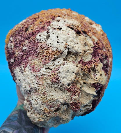 Giant Rock Scallop Seashell | Purple & Golden Coastal Display Shell 7.6" (Crassadoma gigantea)