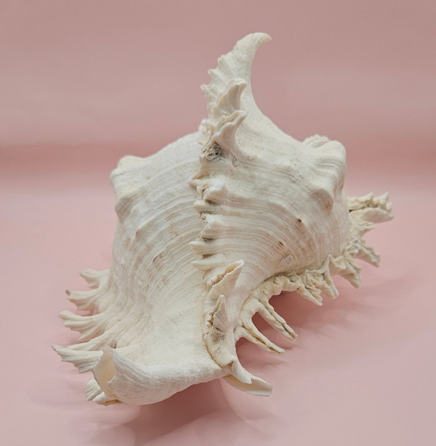 Murex Ramosus Conch – Large Spiny Seashell for Coastal & Nautical Decor (8.5" x 6.5")