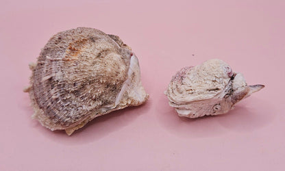 Specimen Spondylus Set with Documentation – Vintage 1965 Thorny Oyster Shells from Double Island, QLD