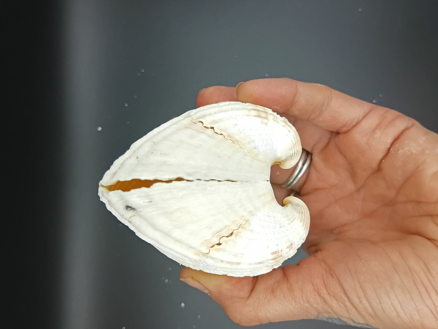 Ark Clam Pair (Telligarca Granosa)