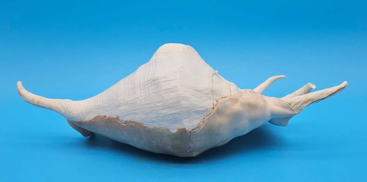 Extra Large Mutant Lambis Truncata Display Shell – Premium Coastal Home Decor Specimen (Lambis truncata)