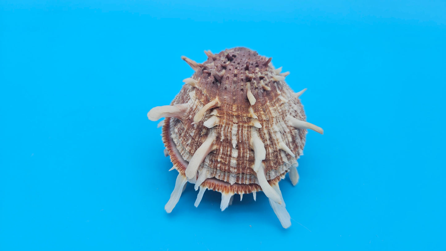 Spiny Spondylus Shell Pair 3.5" – Bold Coastal Display Shells for Home Décor