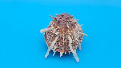 Spiny Spondylus Shell Pair 3.5" – Bold Coastal Display Shells for Home Décor