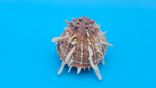 Spiny Spondylus Shell Pair 3.5" – Bold Coastal Display Shells for Home Décor