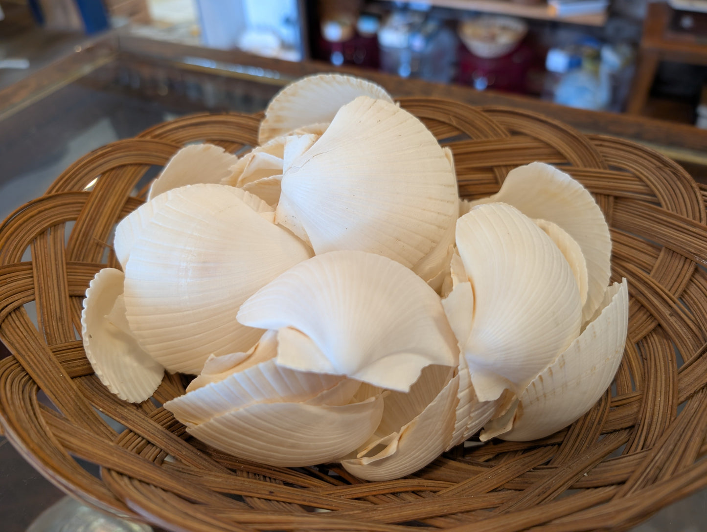 Cupped White Scallop