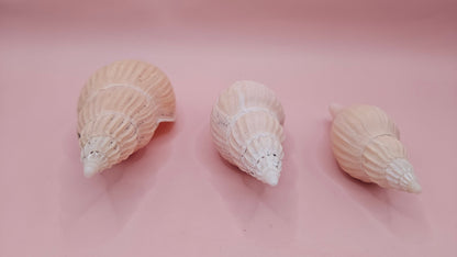 Fulgoraria nagouchii hyashi Growth Series – Set of 3 Display Shells