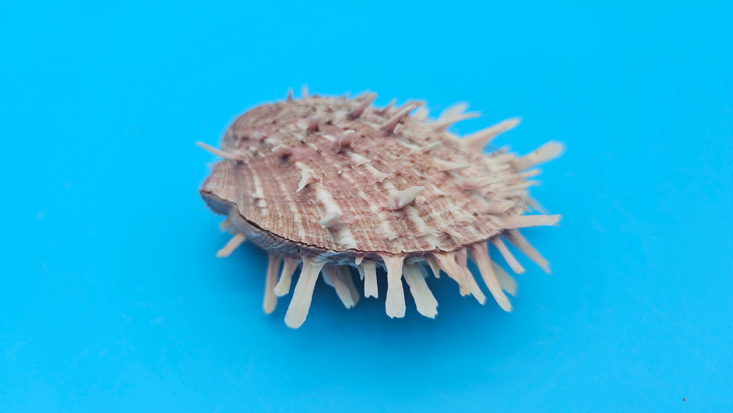 Spiny Spondylus Display Shell Pair 3" – Natural Coastal Décor with Texture