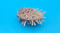 Spiny Spondylus Display Shell Pair 3" – Natural Coastal Décor with Texture