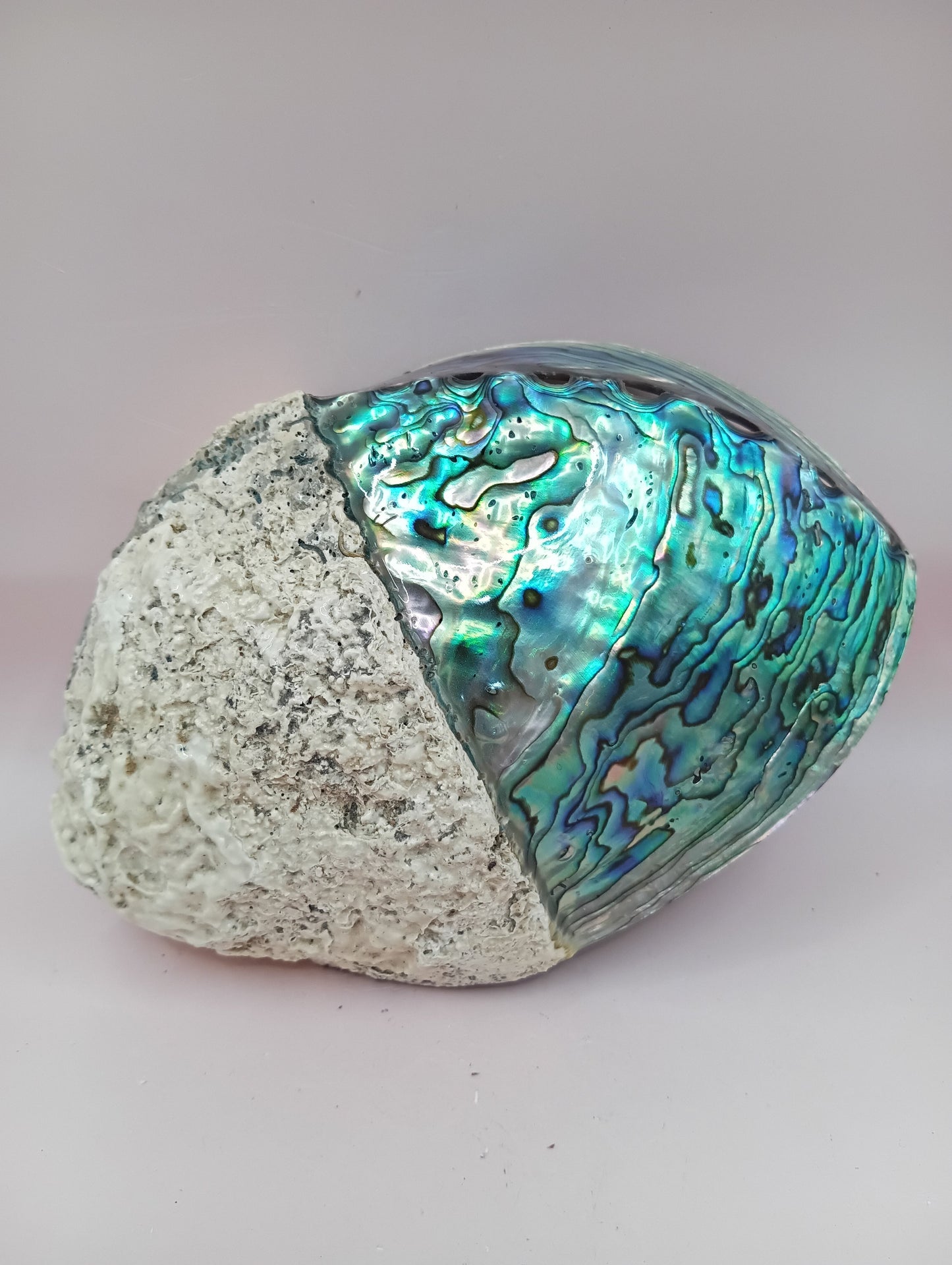 Natural New Zealand Paua Shell – Haliotis iris from Fiordland