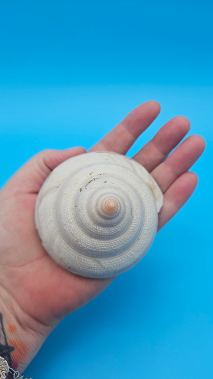 Rare Pleurotomaria hirasei Deep Sea Display Shell with Operculum – 3" Nautical Home Decor