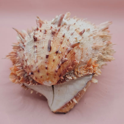 Large Hinged Spondylus Shell – 5.7" Coral-Tinged Ocean Display with Textured Spines Spiny Thorny Oyster