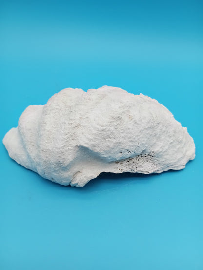 Derasa Clam Shell – Tridacna derasa, 7"