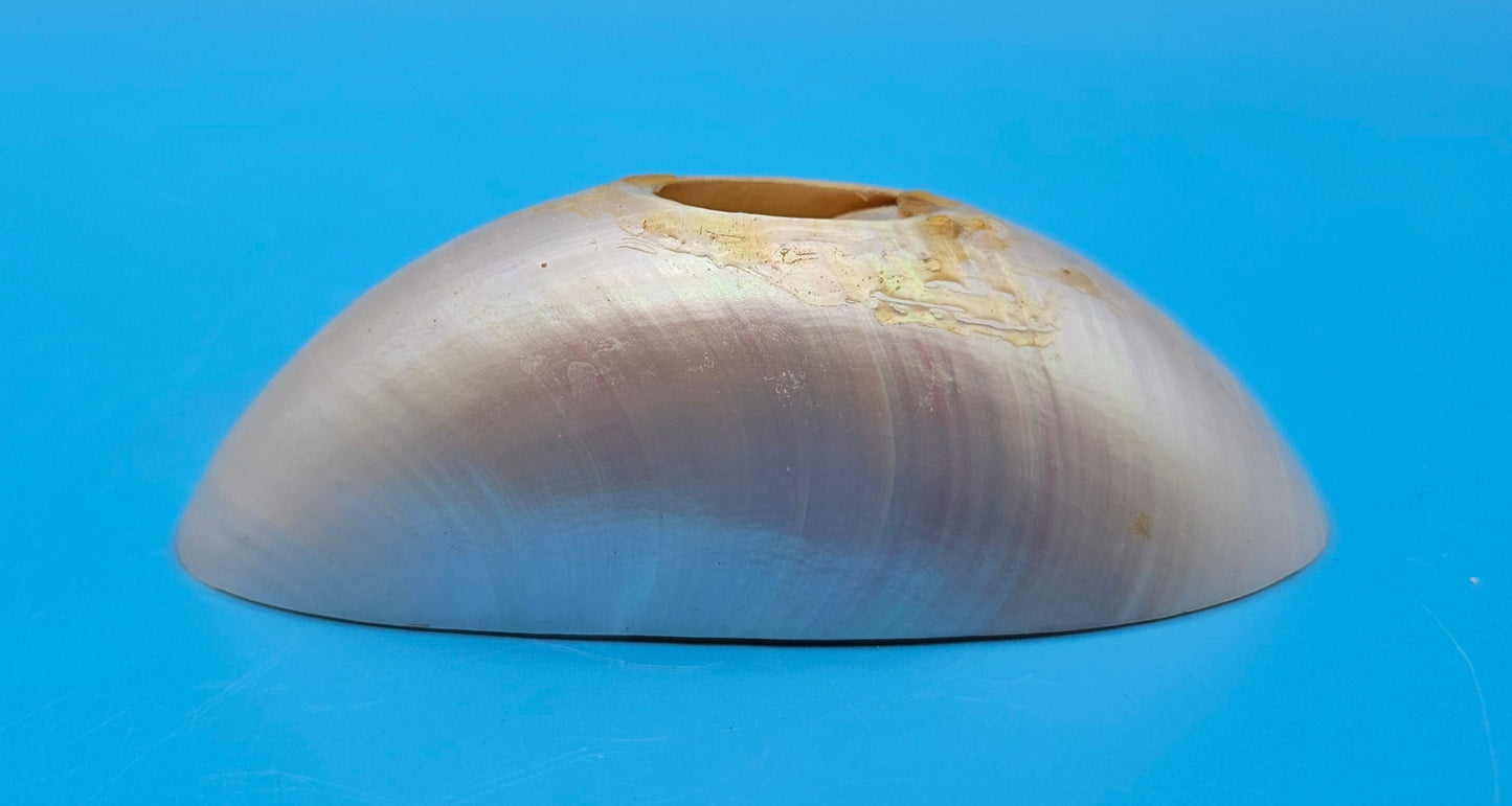 Bottom Cut Pearl Nautilus Shell Base – 4"
