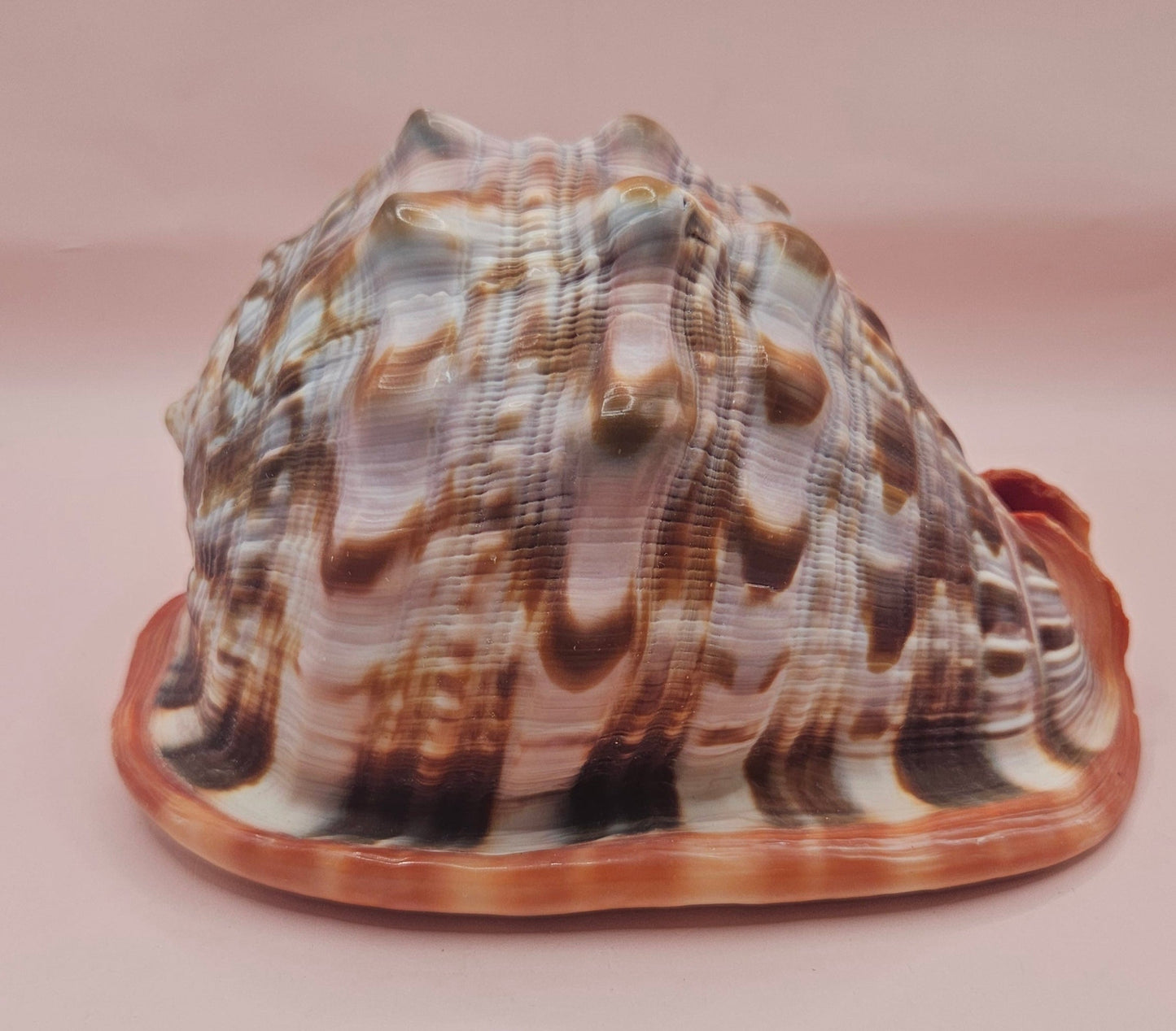 Select Bullmouth Cameo Helmet Shell 7x5x4 Display