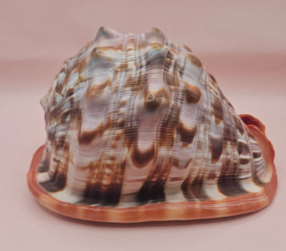 Select Bullmouth Cameo Helmet Shell 7x5x4 Display