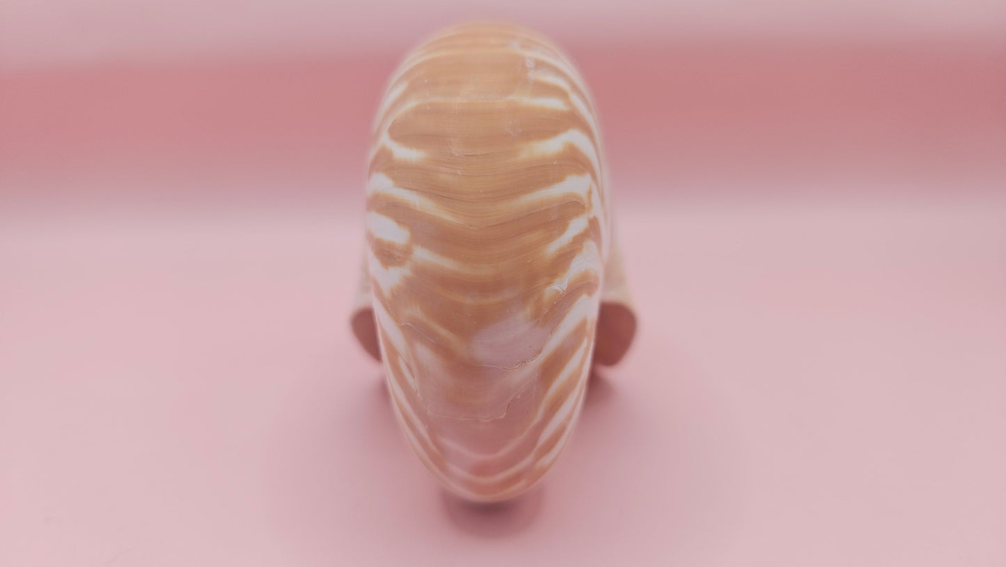 Tiger Nautilus Shell – Striking Natural Ocean Decor 3.5"