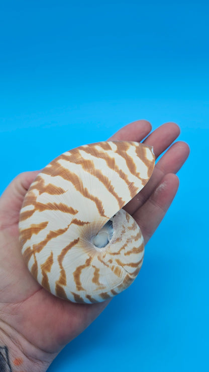 Chambered Tiger Nautilus Shell – Striking Natural Ocean Decor 3.7" Nautilus pompilius