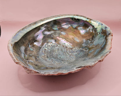 Large Red Abalone Shell – Iridescent Display Shell 8.5"