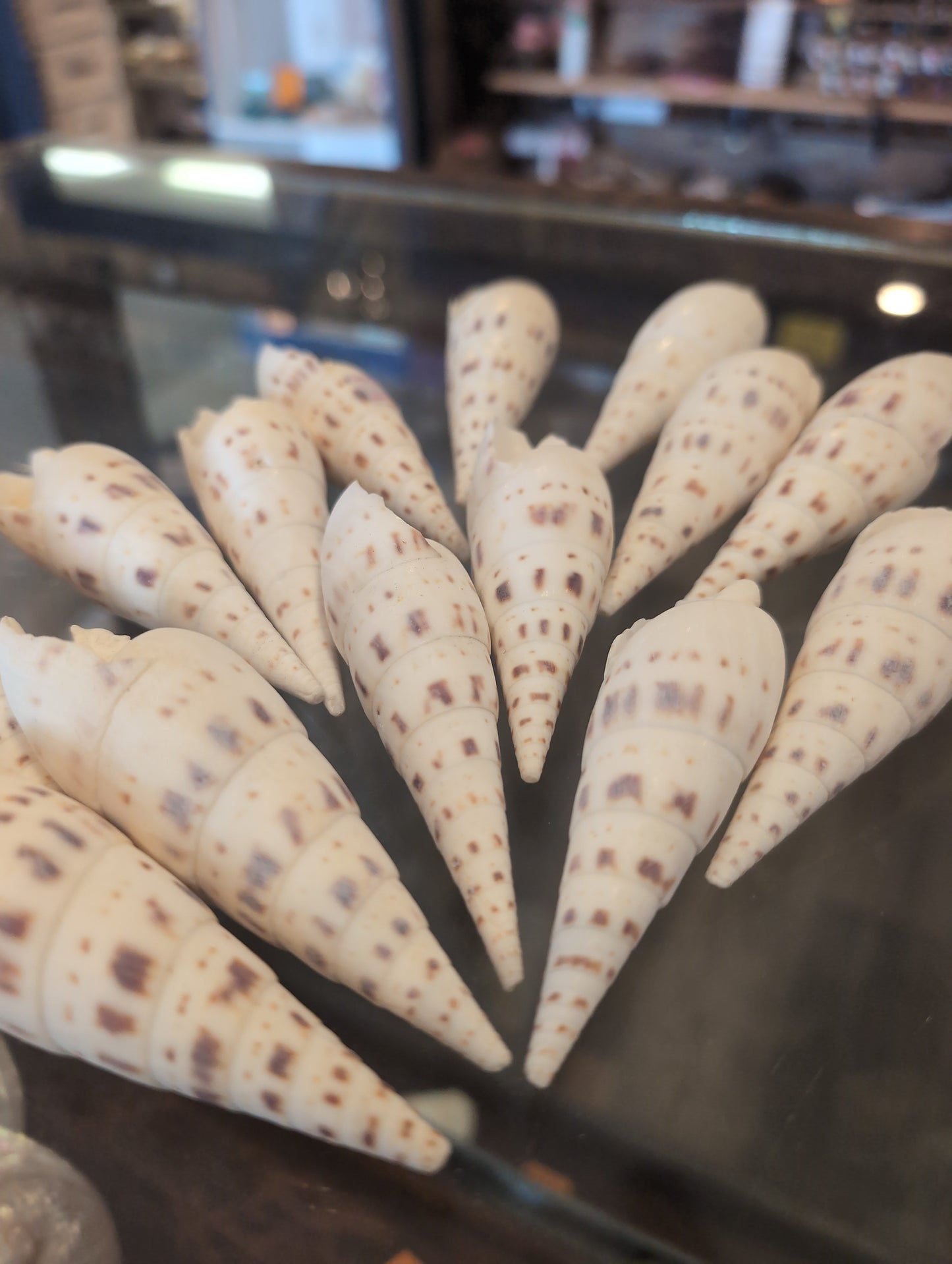 Marlin Spike Shell Terebra Maculata Grade B